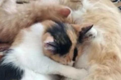 В дар кошку. Котята рыжие бесплатно. Фото2