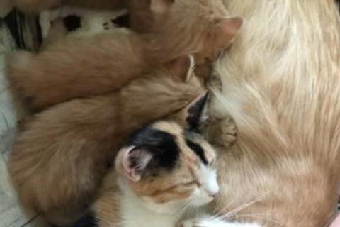В дар кошку. Котята рыжие бесплатно. Фото3