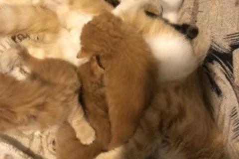 В дар кошку. Котята рыжие бесплатно. Фото4