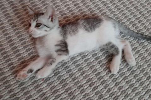 В дар кошку. Кошка. Фото1