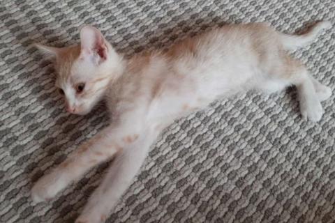В дар кошку. Кошка. Фото2