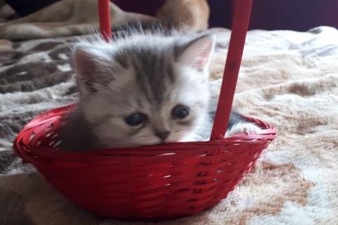 Продаю кошку. Британские котята. Фото2