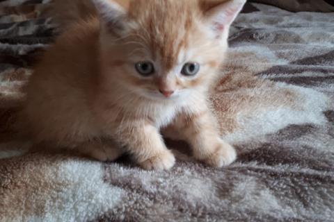 Продаю кошку. Британские котята. Фото3