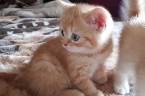 Продаю кошку. Британские котята. Фото4