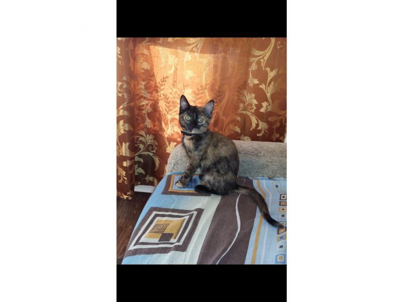 В дар кошку