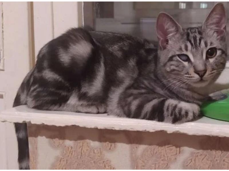 В дар кошку