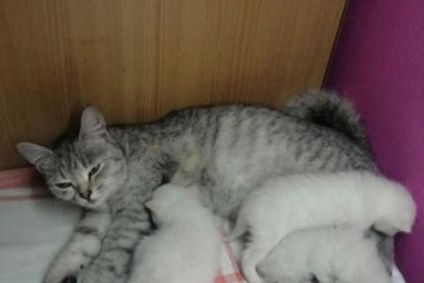 В дар кошку. Кошки. Фото1