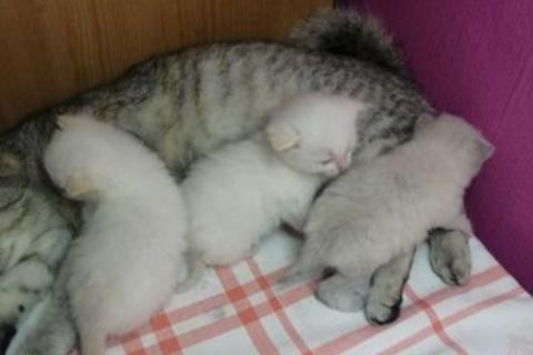 В дар кошку. Кошки. Фото2