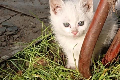 В дар кошку. Котята. Фото2