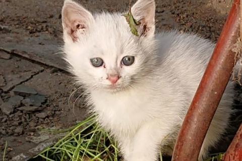 В дар кошку. Котята. Фото3