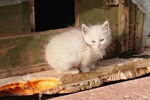 В дар кошку. Котята. Фото4