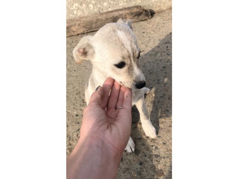 В дар собаку