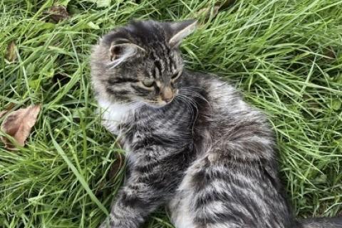В дар кошку. Котёнок. Фото1