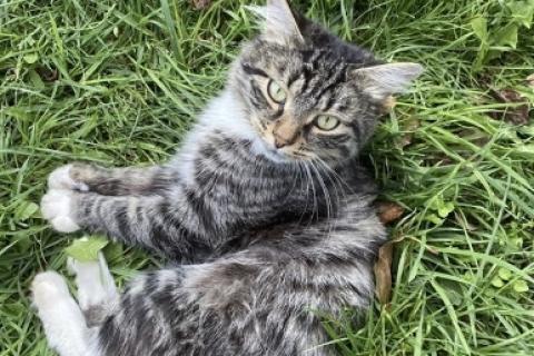 В дар кошку. Котёнок. Фото2