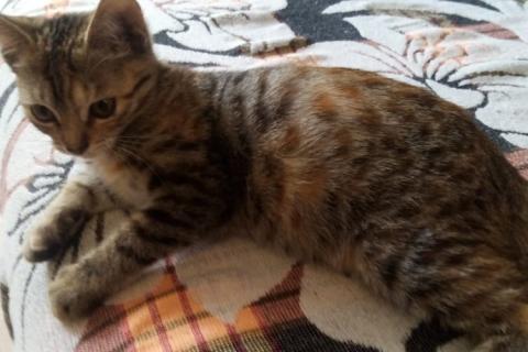 В дар кошку. Отдам котят в хорошие руки!. Фото1