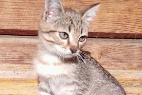 В дар кошку. Котята. Фото1