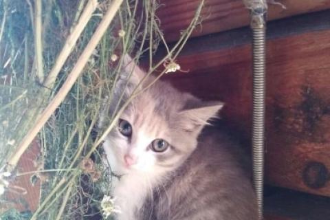 В дар кошку. Котята. Фото2