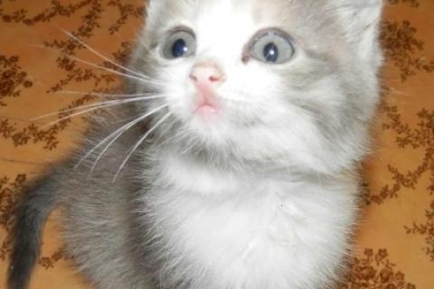 В дар кошку. Котята. Фото4