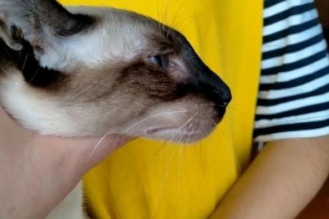 Продаю кошку. Ориентальная кошечка. Фото2