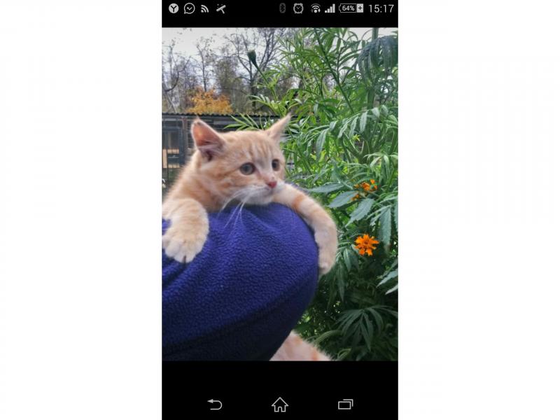 В дар кошку