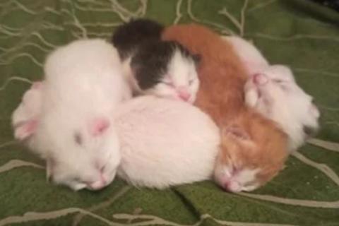 В дар кошку. Котята. Фото1