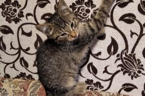 В дар кошку. Котята и кошка в добрые руки. Фото1
