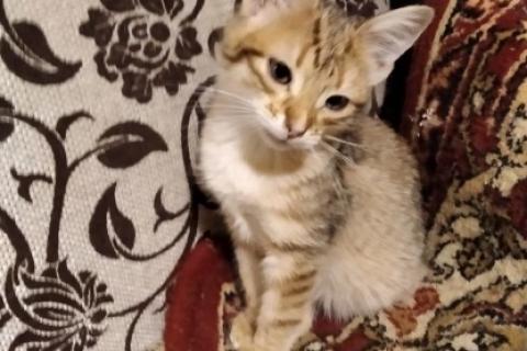 В дар кошку. Котята и кошка в добрые руки. Фото2