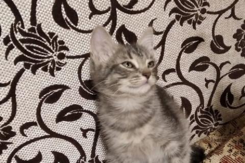 В дар кошку. Котята и кошка в добрые руки. Фото3