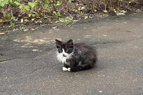 В дар кошку. Котятки в добрые руки. Фото2