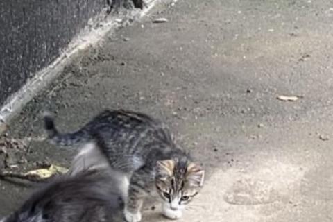 В дар кошку. Котятки в добрые руки. Фото3