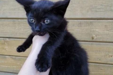 В дар кошку. Отдаю котят в добрые руки. Фото3