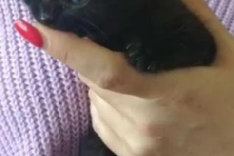 Продаю кошку. Котенок. Фото1