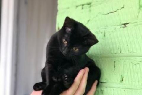 В дар кошку. Котенок. Фото2