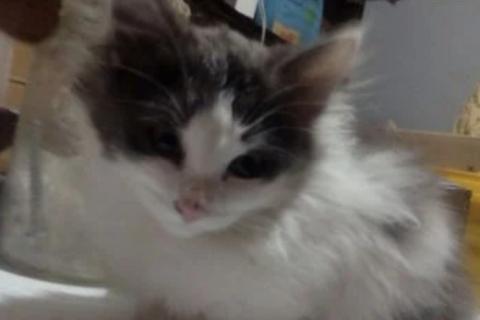 В дар кошку. Котята. Фото1