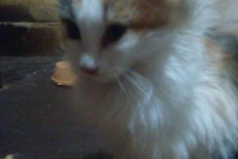 В дар кошку. Котята. Фото2