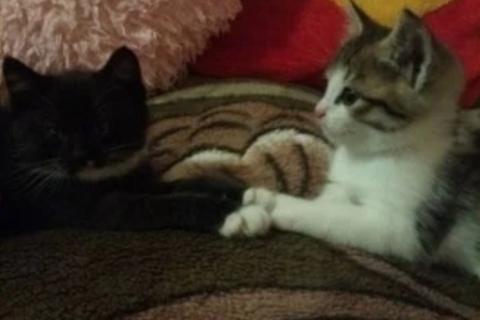 В дар кошку. Котята в добрые руки. Фото4