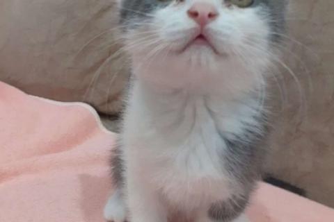 В дар кошку. Котенок. Фото1
