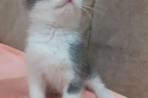 В дар кошку. Котенок. Фото3