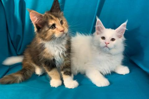 Продаю кошку. Котята МЕЙН-КУН. Фото1