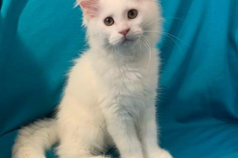 Продаю кошку. Котята МЕЙН-КУН. Фото2