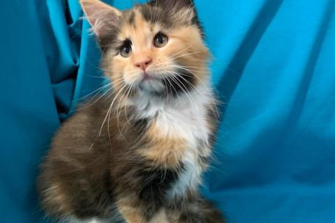 Продаю кошку. Котята МЕЙН-КУН. Фото3