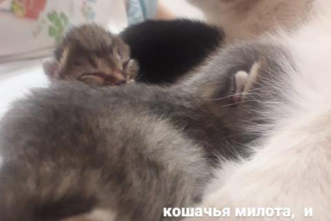 Продаю кошку. тайские котята. Фото2