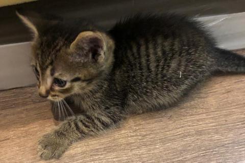 В дар кошку. Кто хочет чудного маленького котика?. Фото2