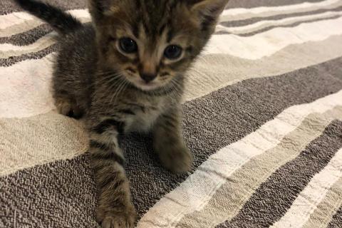 В дар кошку. Кто хочет чудного маленького котика?. Фото3