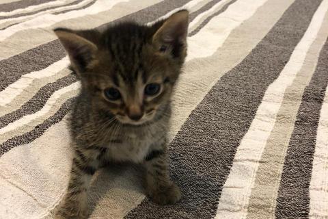 В дар кошку. Кто хочет чудного маленького котика?. Фото4