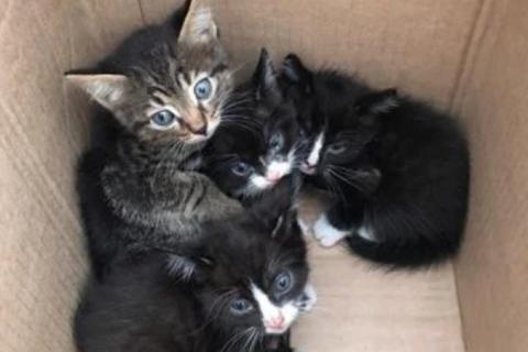 В дар кошку. Котята. Фото1