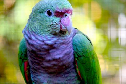 Продаю питомца. Винногрудый амазон (Amazona vinacea) ручные птенцы из питомника. Фото1