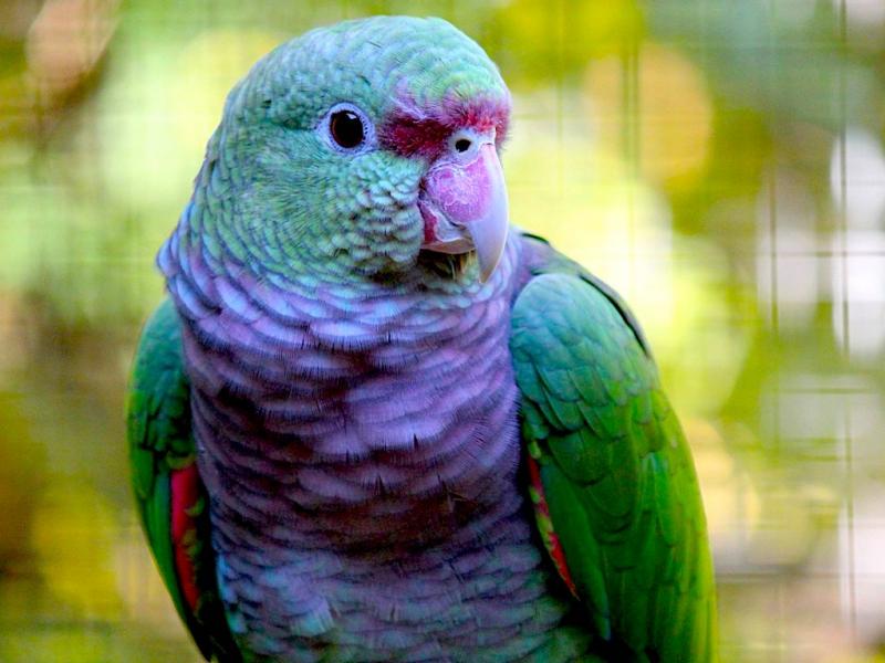 Продаю питомца. Винногрудый амазон (Amazona vinacea) ручные птенцы из питомника