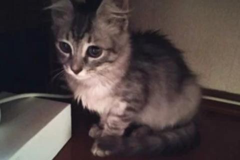 Продаю кошку. Котёнок. Фото1
