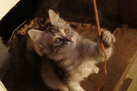 Продаю кошку. Котёнок. Фото2